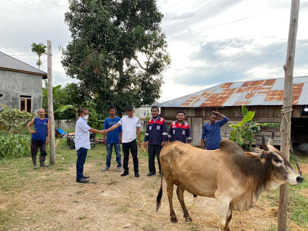 Lembu bantuan PT Trans Continent