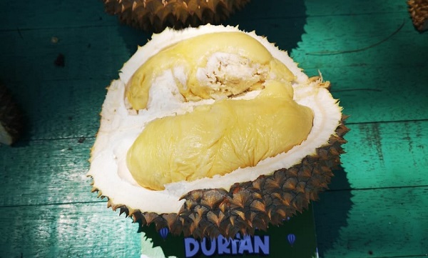 khasiat durian Durian Bantal Emas yang berasal dari lembah Gunung Kuali, Aceh Jaya. Foto/Komparatif.id/Muhammad Amin.