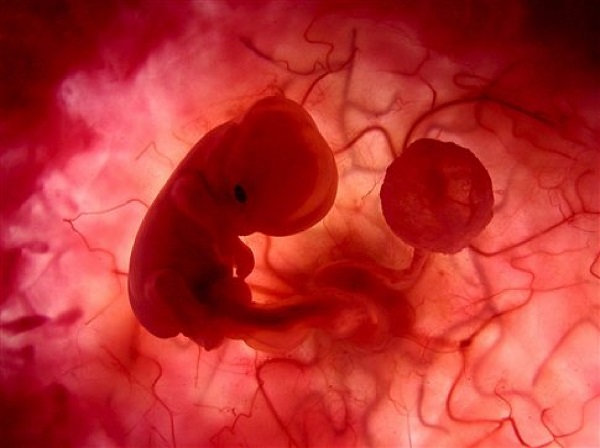 Para peneliti sedang meneliti peluang pembuatan embrio di laboratorium. Foto: Ist.