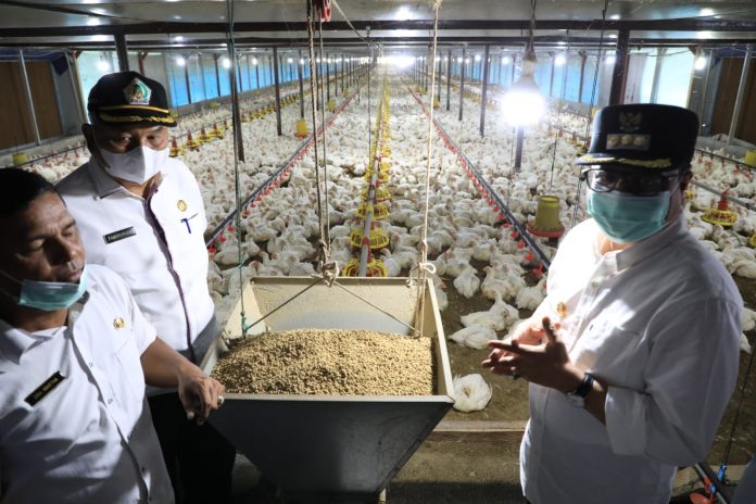 Pj Bupati Aceh Utara Pj Bupati Aceh Utara melihat langsung peternakan BUMG Suemirah yang berhasil meraup omzet ratusan juta. Foto: Ist