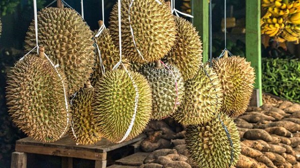 Durian Juli dikenal besar, legit, daging buahnya tebal, serta manis. Tetapi sekarang tinggal kenangan seiring perubahan zaman. Foto: Ilustrasi dikutip dari Pexel.com.