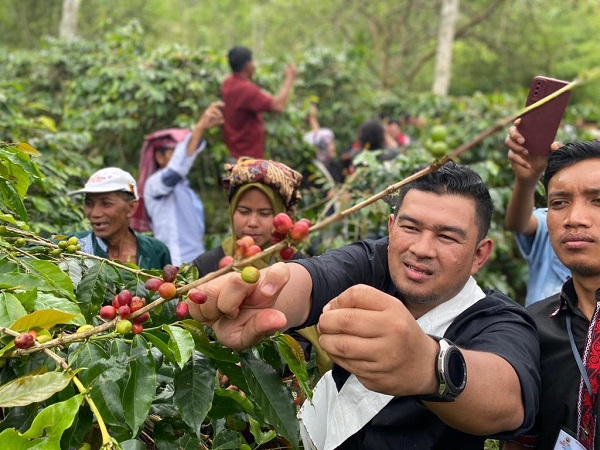 Kepala Dinas Kebudayaan dan Pariwisata (Disbudpar) Aceh Almuniza Kamal, memetik kopi di kebun warga pada pembukan Festival Panen Kopi Gayo. Tanoh Gayo menjanjikan pariwisata yang dapat membangkitkan ekonomi. Foto: ist.