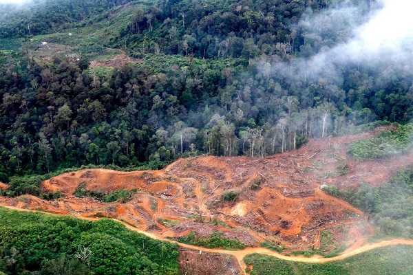 Hutan hujan tropis di Aceh Utara yang terus dibabat tanpa henti, menjadi penyumbang dampak buruk bencana alam di sana. Foto: dikutip dari Facebook Junaidi Hanafiah.