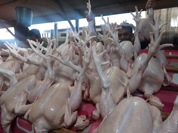ayam pedaging Rut menyoal minimnya perlindungan negara terhadap peternak ayam secara mandiri. Persaingan usaha yang tidak fair, menurutnya bisnis sektor ini sepenuhnya dalam genggaman pasar kapitalisme. Foto: Komparatif.ID/Muhajir Juli.