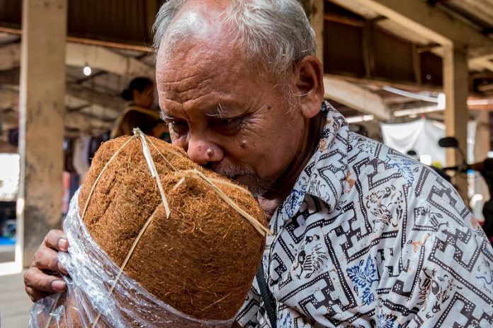Menghidu Aroma Tembakau: Seorang petani menghidu aroma tembakau hasil rajangan tangan. Tembakau yang merupakan urat nadi industri rokok menyumbang sangat besar untuk perekonomin negara. Foto: dikutip dari situs bolehmerokok.com.