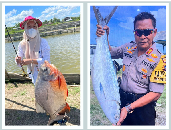 Screenshot (30) Bandeng raksasa: Kapolres Merauke, Papua Selatan, AKBP Untung Sangaji (kanan) menunjukkan bandeng raksasa hasil panen ikan budidaya di Kelurahan Kelapa Lima, Kecamatan Merauke. Foto: Doc. Untung.