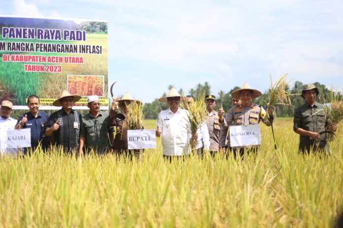 Pj Bupati Aceh Utara Azwardi Abdullah bersama Kajari dan Kapolres memperlihatkan hasil panen raya padi perdana di Kecamatan Paya Bakong, Rabu (15/2/2023). Foto: Komparatif.ID/Fuad Saputra.