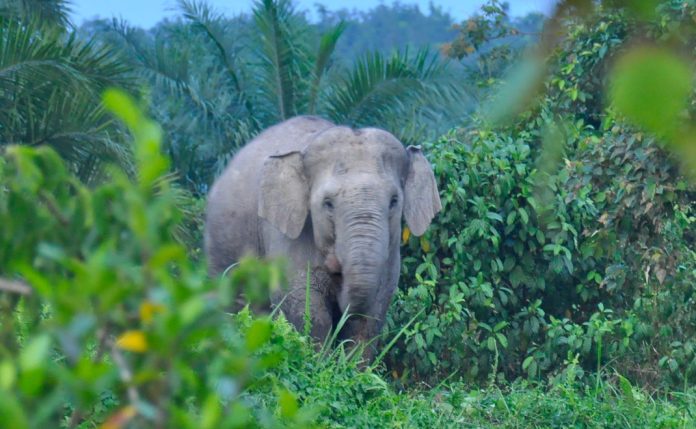 Satwa liar gajah.