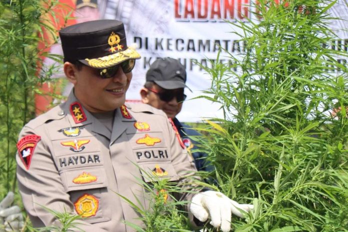haydar-dan-ganja Polda aceh musnahkan ganja
