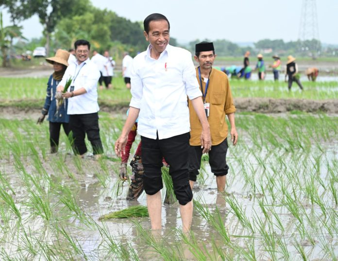 Presiden Joko Widodo menanam padi bersama para petani di Kawasan Daulat Pangan Serikat Petani Indonesia, Desa Senori, Kecamatan Merakurak, Kabupaten Tuban, Provinsi Jawa Timur, pada Kamis, 6 April 2023. Foto: BPMI Setpres/Kris