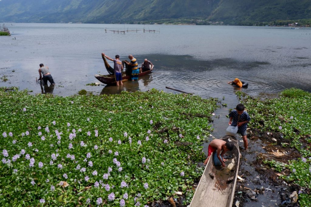 Nelayan mengumpulkan hasil tangkapan di tengah “serbuan” koloni eceng gondok di tepian danau Lut Tawar, Takengon. Foto: Komparatif.ID/Syah Reza Ayub.