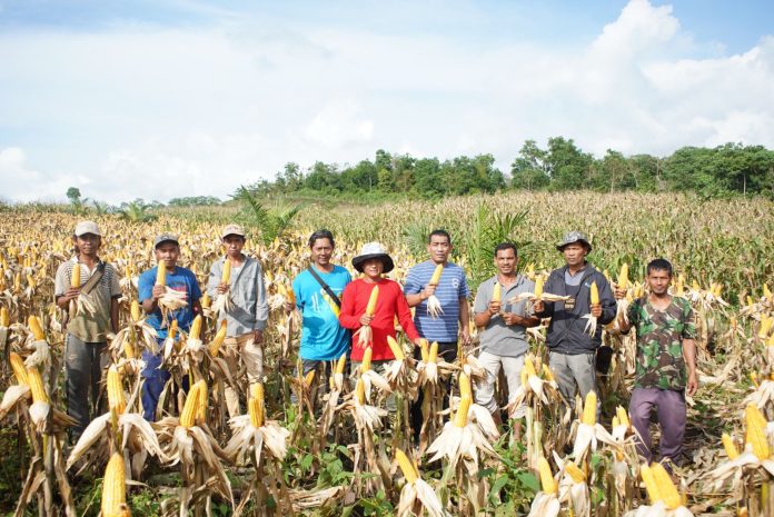 Aceh Besar Panen raya jagung untuk pakan ternak di kawasan perkebunan Kemukiman Meureu, Kecamatan Indrapuri, Selasa (2/5/2023). Foto: HO for Komparatif.ID.