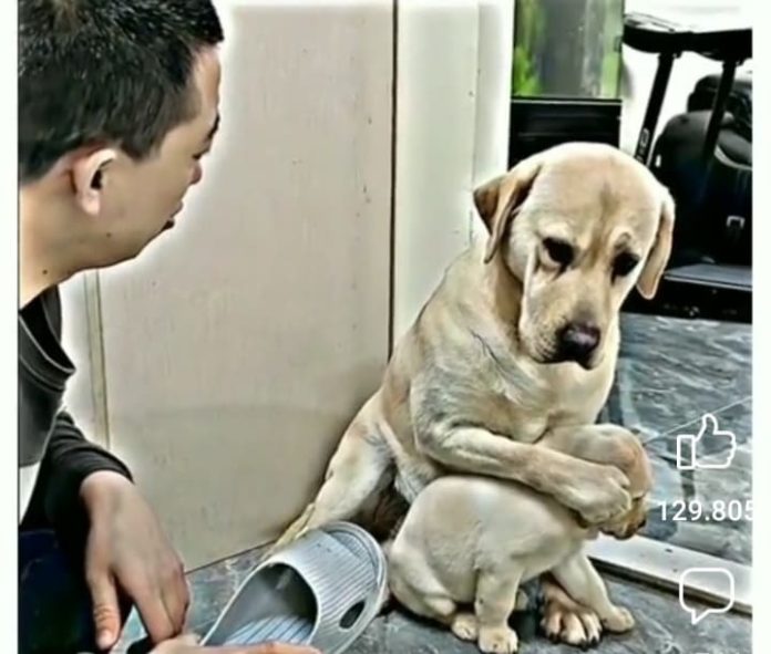 ibu-anjing (1) Ibu anjing