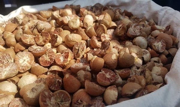 pinang Harga pinang