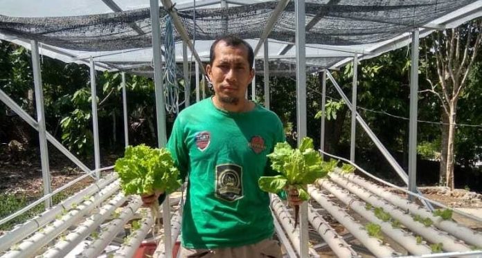 selada-air(1) Irfanda Manalu dan selada hidroponik organik