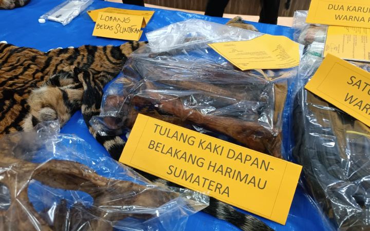 Barang bukti tulang belulang harimau Sumatera yang diamankan Polda Aceh dari 2 tersangka yang ditangkap di Aceh Timur pada Jumat (19/1/2024) lalu. Foto: Komparatif.ID/Fuad Saputra.