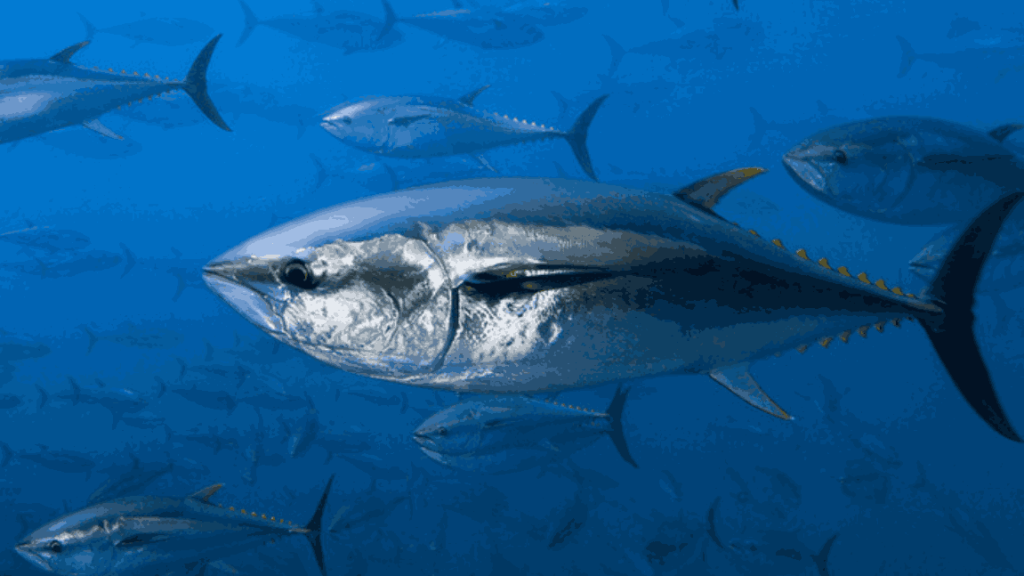 Ikan tuna