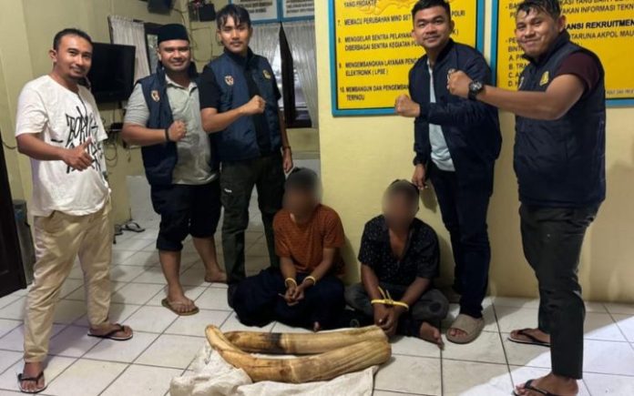 Polda Aceh (1) Polisi Tangkap 2 Pelaku Perdagangan Gading Gajah di Pidie Jual beli gading gajah, Polda Aceh bekuk dua warga Pidie di Pasar Kota Mini, Kecamatan Mutiara Timur pada Kamis (25/4/2024) malam. Foto: Ho for Komparatif.ID.