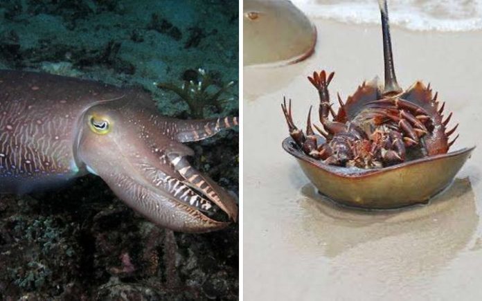 Bukan Cuma Bangsawan, Hewan Juga Punya Darah Biru Kepiting tapal kuda, dan Sotong: Foto: RRI.