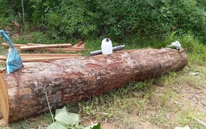 Ilegal Logging WALHI Aceh Temukan Aksi Illegal Logging di Mukim Krueng, Bireuen Walhi Aceh temukan perambahan hutan secara ilegal (illegal logging) di kawasan Mukim Krueng, Kecamatan Peudada, Kabupaten Bireuen. Foto: Ho for Komparatif.ID.