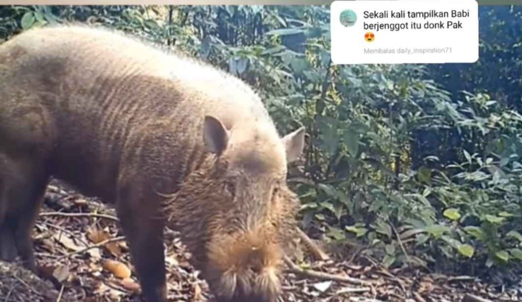 Babi janggut