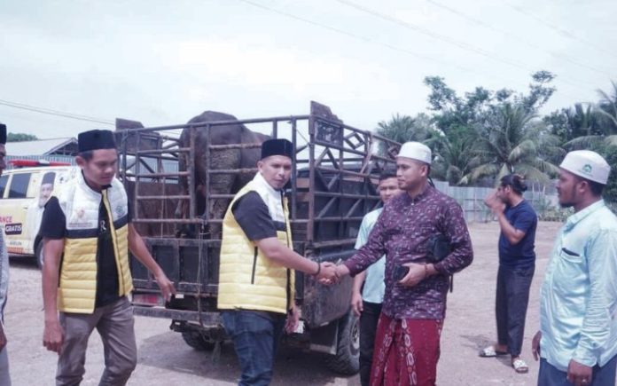 Sapi dari H. Mukhlis H. Mukhlis Sumbang Sapi untuk Maulid dan Muzakarah Ulama Se-Aceh Anggota DPRK Bireuen dari Fraksi Golkar, Hidayatus Siddiq saat menyerahkan sapi dari H. Mukhlis untuk pelaksanaan Maulid Nabi Muhammad SAW serta Muzakarah Ulama se-Aceh di Dayah Bustanul Huda Paya Pasi, Aceh Timur. Foto: Ho for Komparatif.ID.