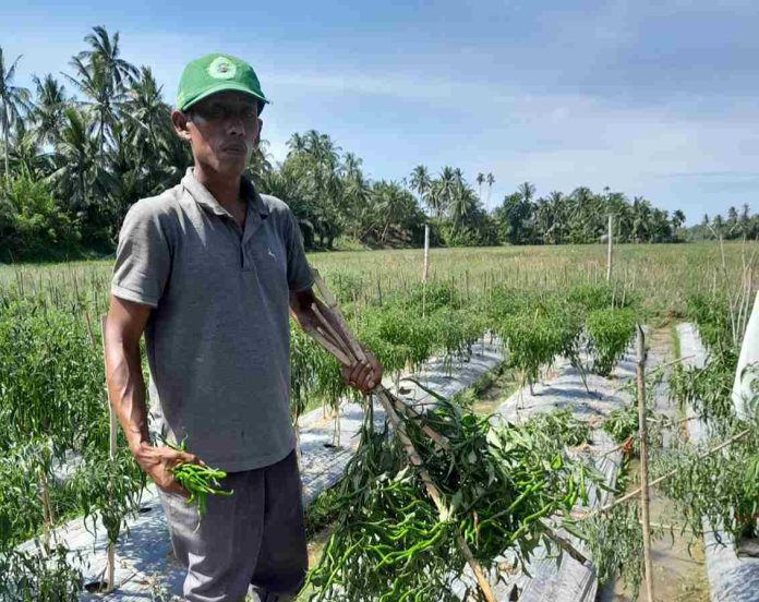 Kebun cabai Amiruddin