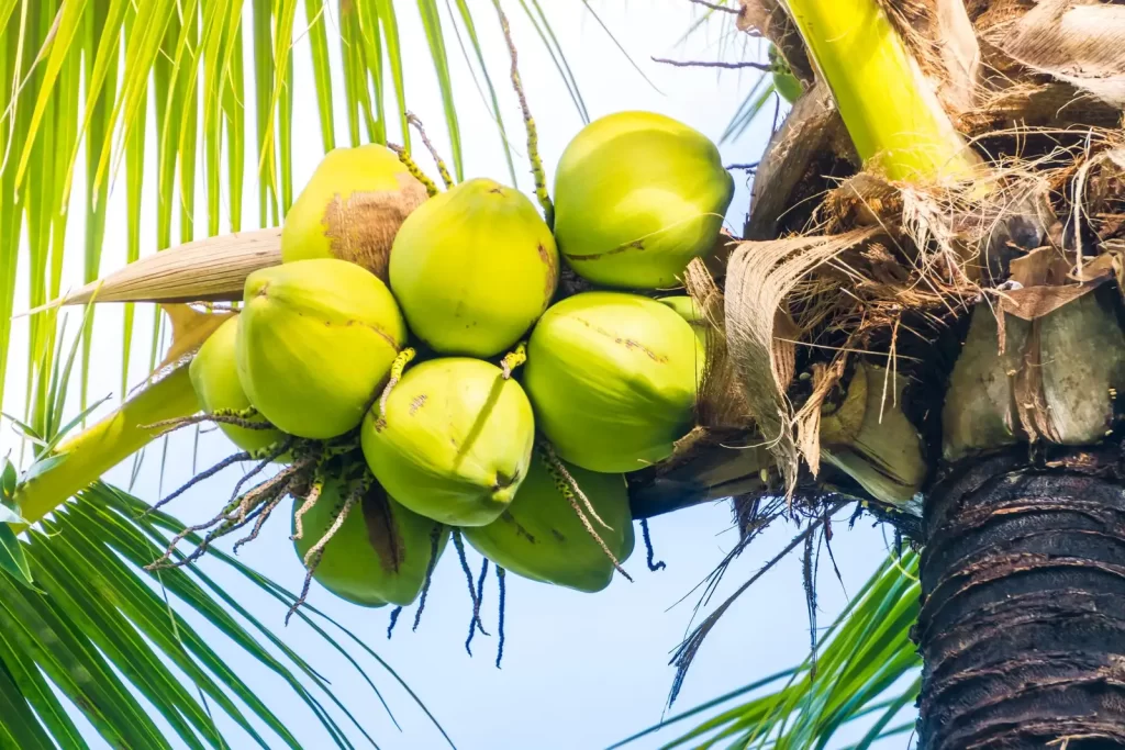 Kelapa maling