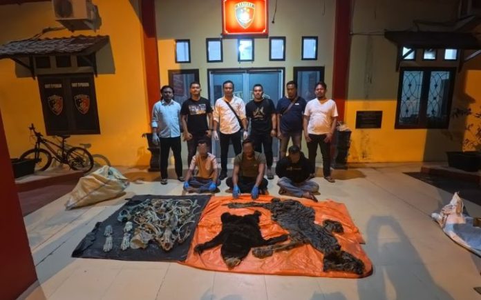 Jual Kulit Harimau & Beruang Madu, 3 Warga Aceh Timur Ditangkap Satreskrim Polres Aceh Utara mengamankan 3 warga Aceh Timur terjerat kasus praktik perdagangan kulit harimau Sumatera dan beruang madu. Foto: Polres Aceh Utara.