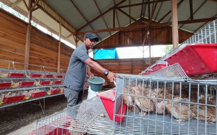 Dibina SBA, Ikhsan Beternak Puyuh Petelur, Kini Beromzet Jutaan Setiap Hari Berkat bantuan modal dan pendampingan usaha dari PT Solusi Bangun Andalas, kelompok peternak puyuh petelur Lampoh Kutam, Gampong Lamkruet, Kecamatan Lhoknga, Aceh Besar, Ichsan dan kawan-kawan kini beromzet Rp1,5 juta per hari. Ichsan mengatakan, Kamis (5/12/2024) saat ini jumlah telur puyuh yang dipanen tiap hari mencapai 2.400 butir. Foto: Komparatif.ID/Muhajir Juli.