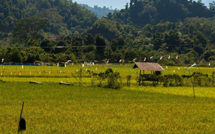 5 Daerah Lumbung Padi di Aceh Alami Penurunan Produksi Sektor Pertanian Penopang Utama Ekonomi Aceh