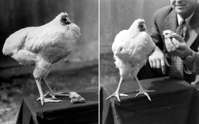 Mike Ayam Tanpa Kepala Mike, Ayam Ajaib yang Bertahan Hidup 18 Bulan Meski Tanpa Kepala