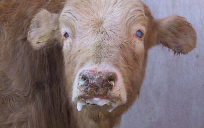 1.132 Sapi di Aceh Timur Terjangkit Penyakit Mulut dan Kuku Ilustrasi: National Animal Disease Information Service.