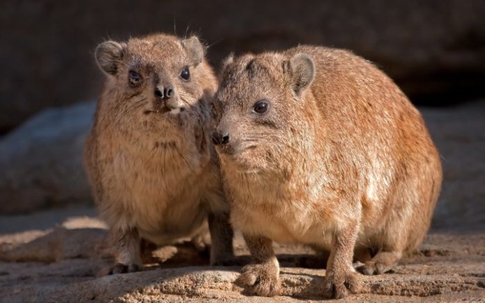 Wabar, Hewan Kesayangan Abu Jahal yang Jadi Rahasia Vitalitas Pria Arab