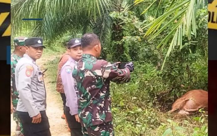 3 Sapi Warga di Aceh Timur Mati Diterkam Harimau Sumatra