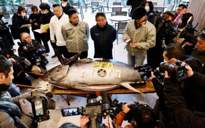 tuna sirip biru Fantastis, Tuna Sirip Biru Laku Rp21 Miliar di Pasar Lelang Jepang