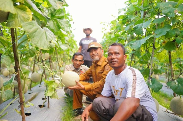 FB_IMG_1741635461403 Nadar melon Bireuen