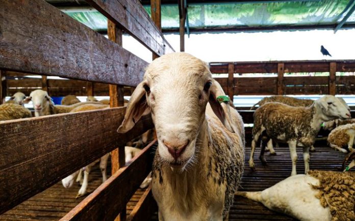 MPU Aceh Minta Semua RPH Kantongi Sertifikat Halal LPPOM MPU Aceh minta semua rumah potong hewan kantongi sertifikat halal. Foto: Komparatif.ID.