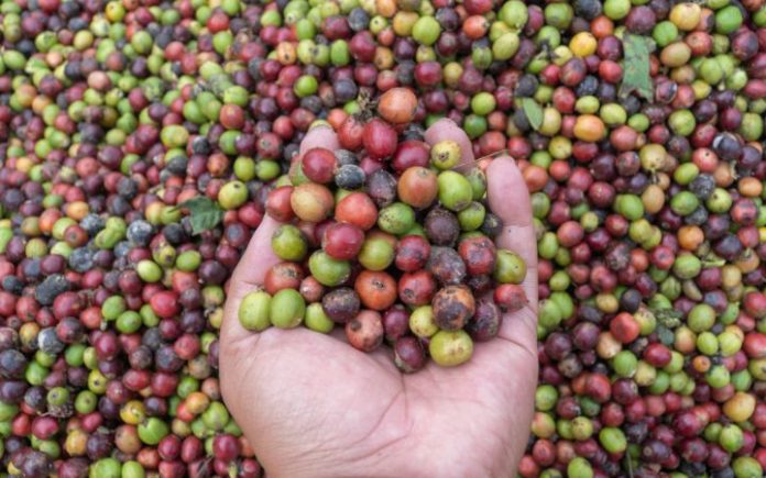 Setiap Biji Kopi Gayo Bakal Bisa Dilacak dengan Sistem Digital