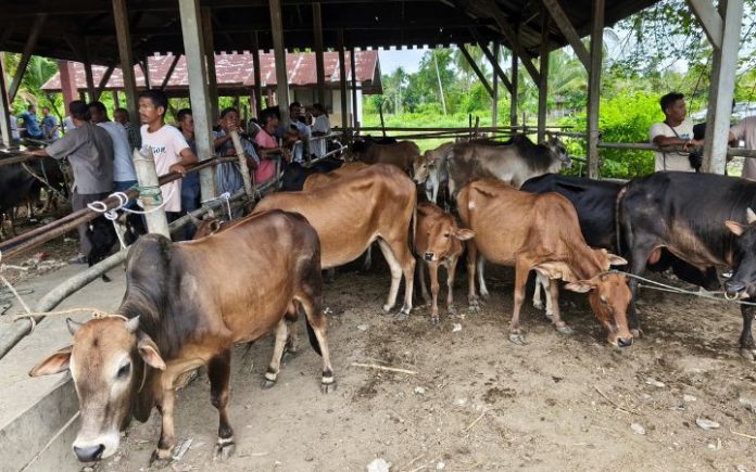 Jelang Iduladha, Pasar Ternak Padang Tiji Sepi Pembeli