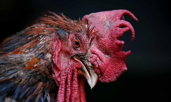 ayam jago ayam maurice ayam berkokok