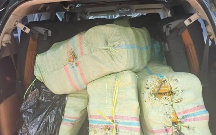 Calon Bupati Gayo Lues Ganja Eks Cabup Gayo Lues Tertangkap Saat Bawa 200 Kg Ganja ke Medan