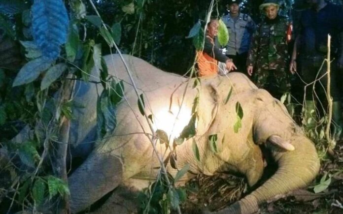 Gajah Ditemukan Mati di Aceh Timur, Diduga Karena Racun Rumput