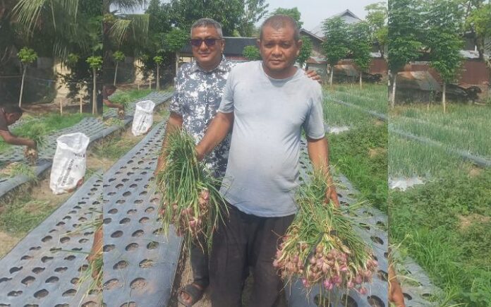 Petani Bawang Merah Lhok Awe Teungoh Petani Bawang Merah Lhok Awe Teungoh Raup Untung Berkat Modal Dana Desa