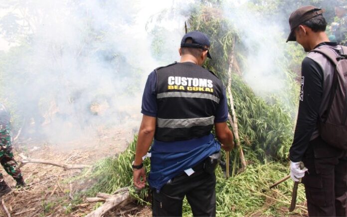 BNN Musnahkan 2 Hektare Ladang Ganja di Aceh Besar