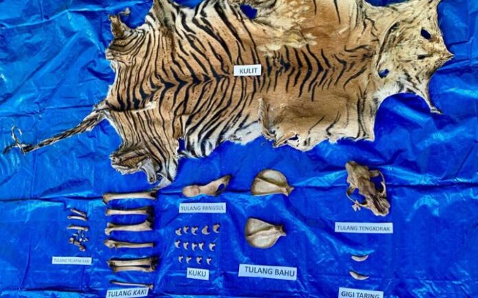 Diburu 3 Bulan, Penjual Kulit Harimau Sumatera Akhirnya Ditangkap di Nagan Raya