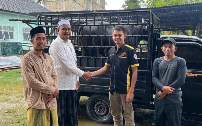 Ummi Abon Sofyan Arongan H. Mukhlis Serahkan Sapi untuk Kenduri Ummi Abon Sofyan Arongan