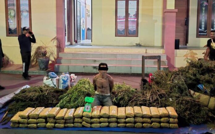 Polisi Gerebek Ladang Ganja 2 Hektare di Bireuen, Sita 154 Kg Siap Edar