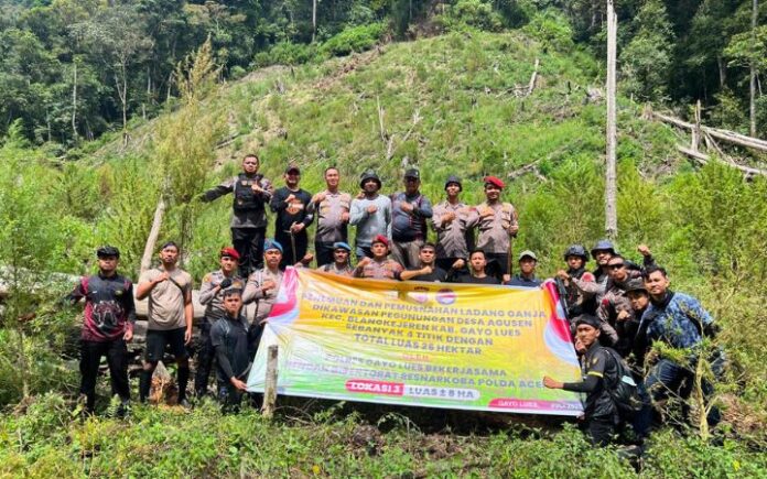 ganja Gayo Lues (1) Hingga Oktober, Polres Gayo Lues Amankan 1,95 Ton Ganja