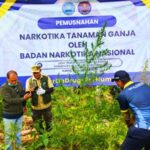69 Ton Ganja Segar Dimusnahkan di Teupin Rusep Sawang 69 Ton Ganja Segar Dimusnahkan di Teupin Rusep Sawang
